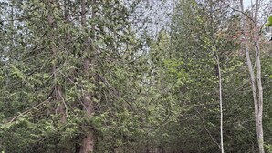 Ett picknickbord och en bänk vid en flod i ett skogsområde.