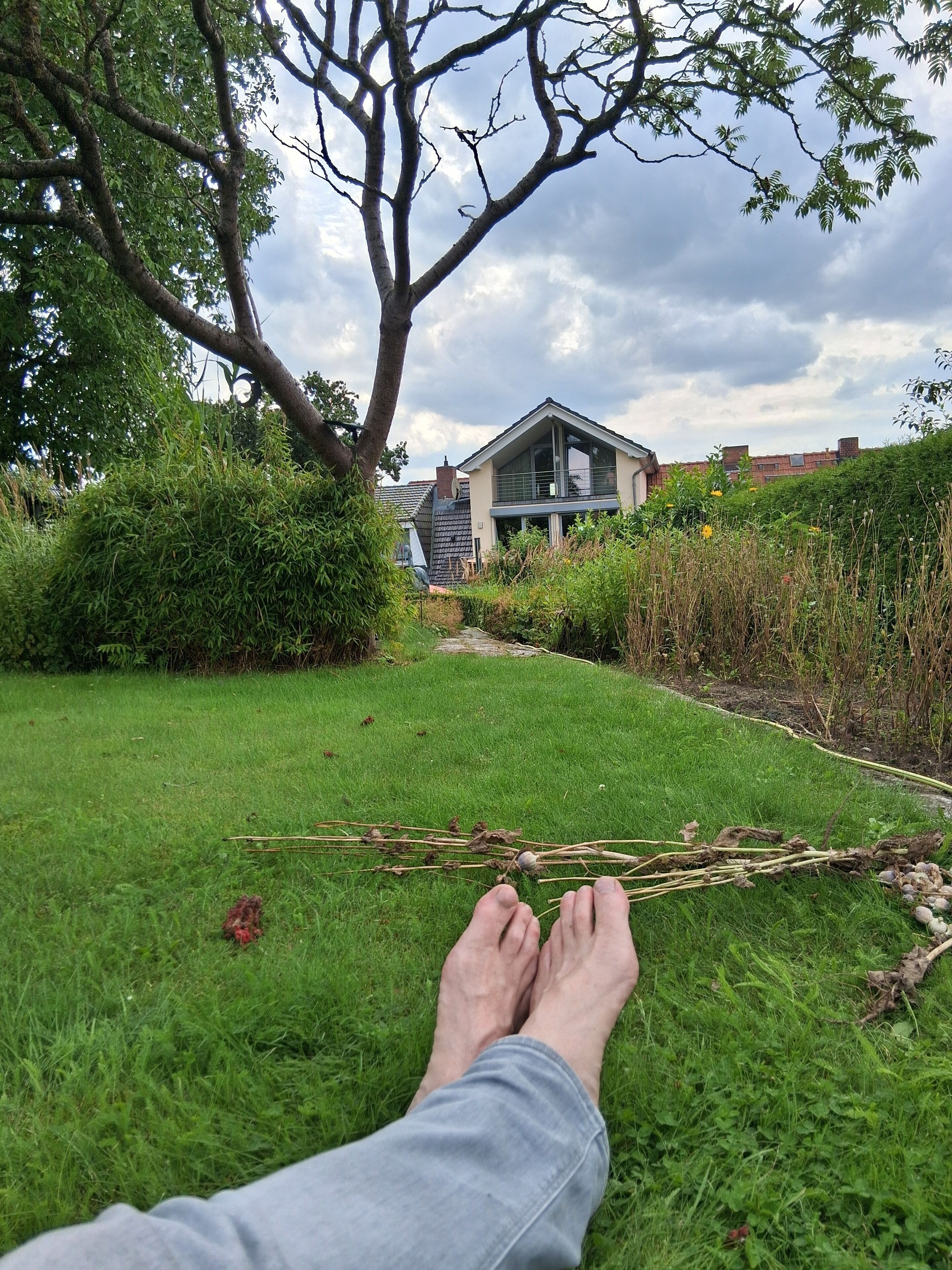Eine Rasenfläche mit einem Baum, einem Haus im Hintergrund und einer Person, die im Gras liegt.