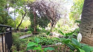 Un jardín con un estanque, rodeado de diversas plantas y árboles.