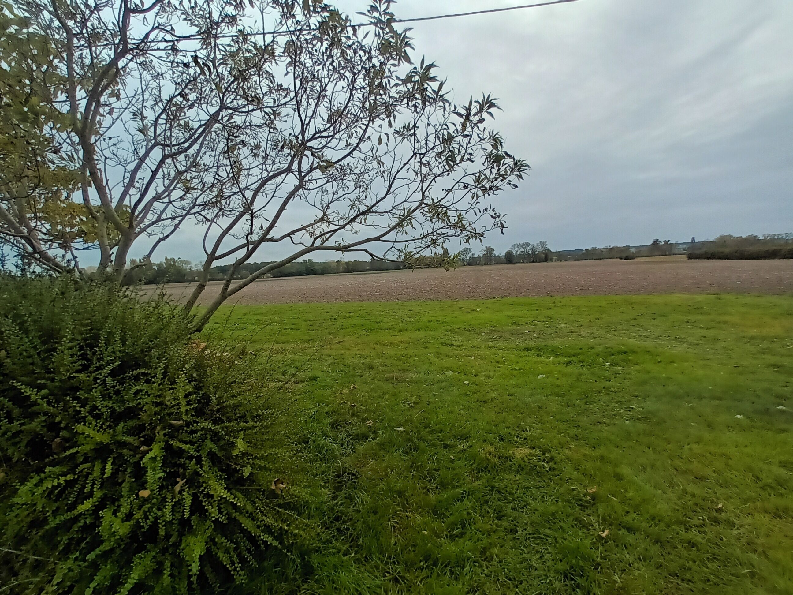A rural landscape with a field, a tree, and a hedge.