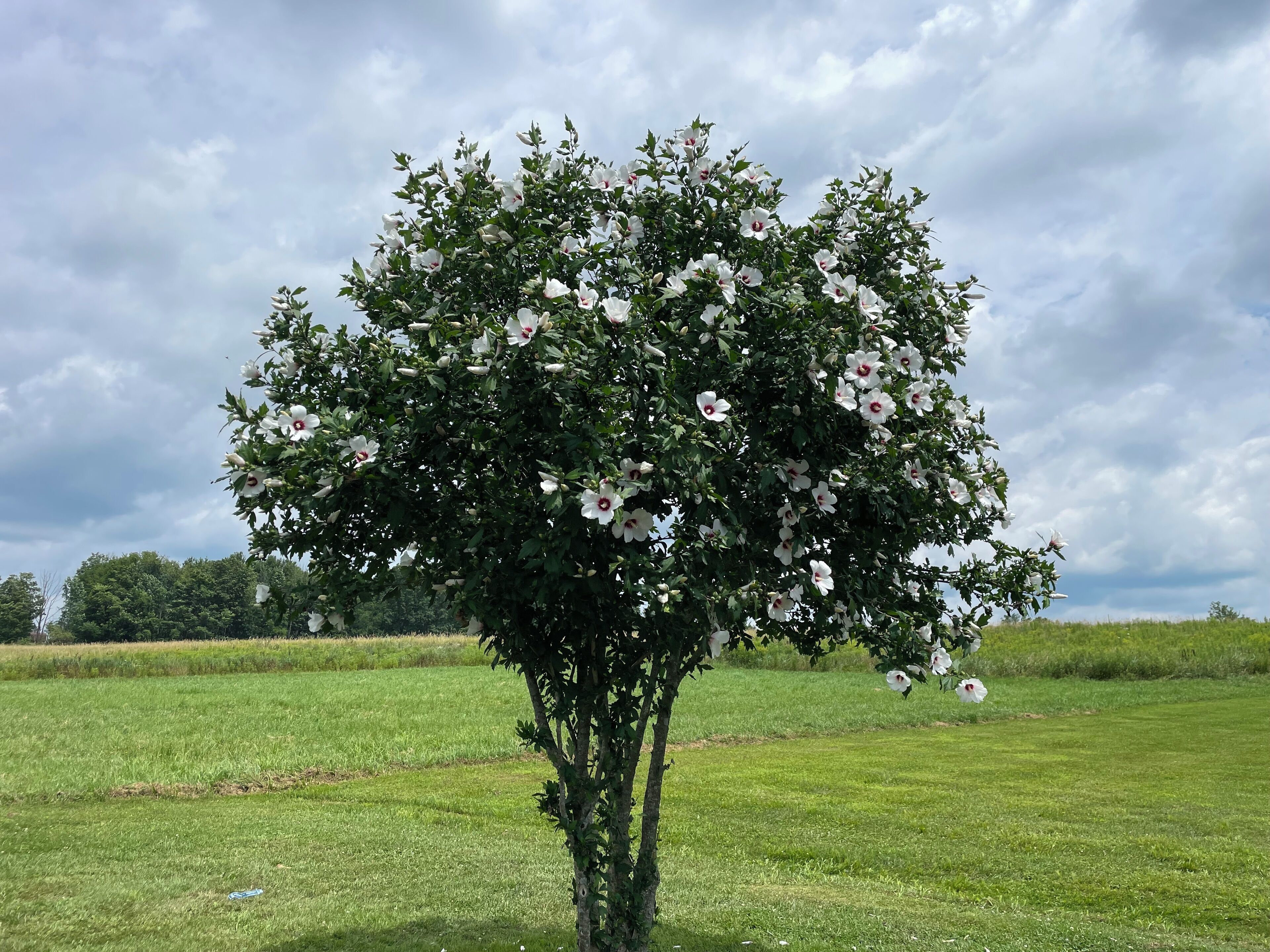 Ein Baum mit weißen Blüten in einer Wiese.