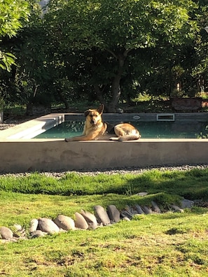 Pool - Our home... Between Avocado Trees and Hills. (El Tránsito)