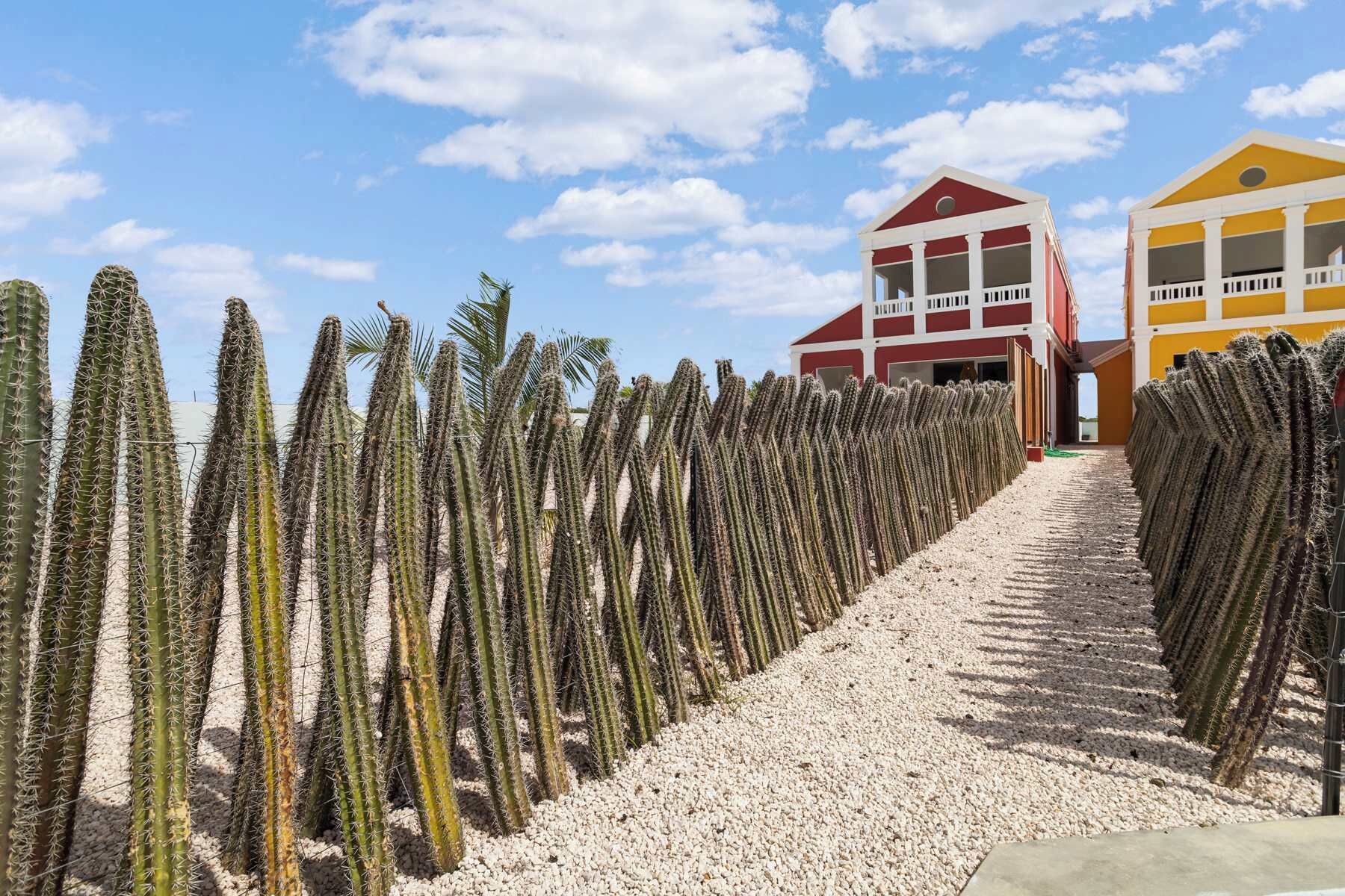 Un sendero bordeado por cactus altos que conduce a un edificio de fachada roja y amarilla.