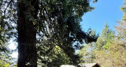 Tranquil Redwood Hideaway with private patio and fast wifi