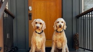 Two poodle dogs sitting on a wooden porch in front of a wooden door with a window.