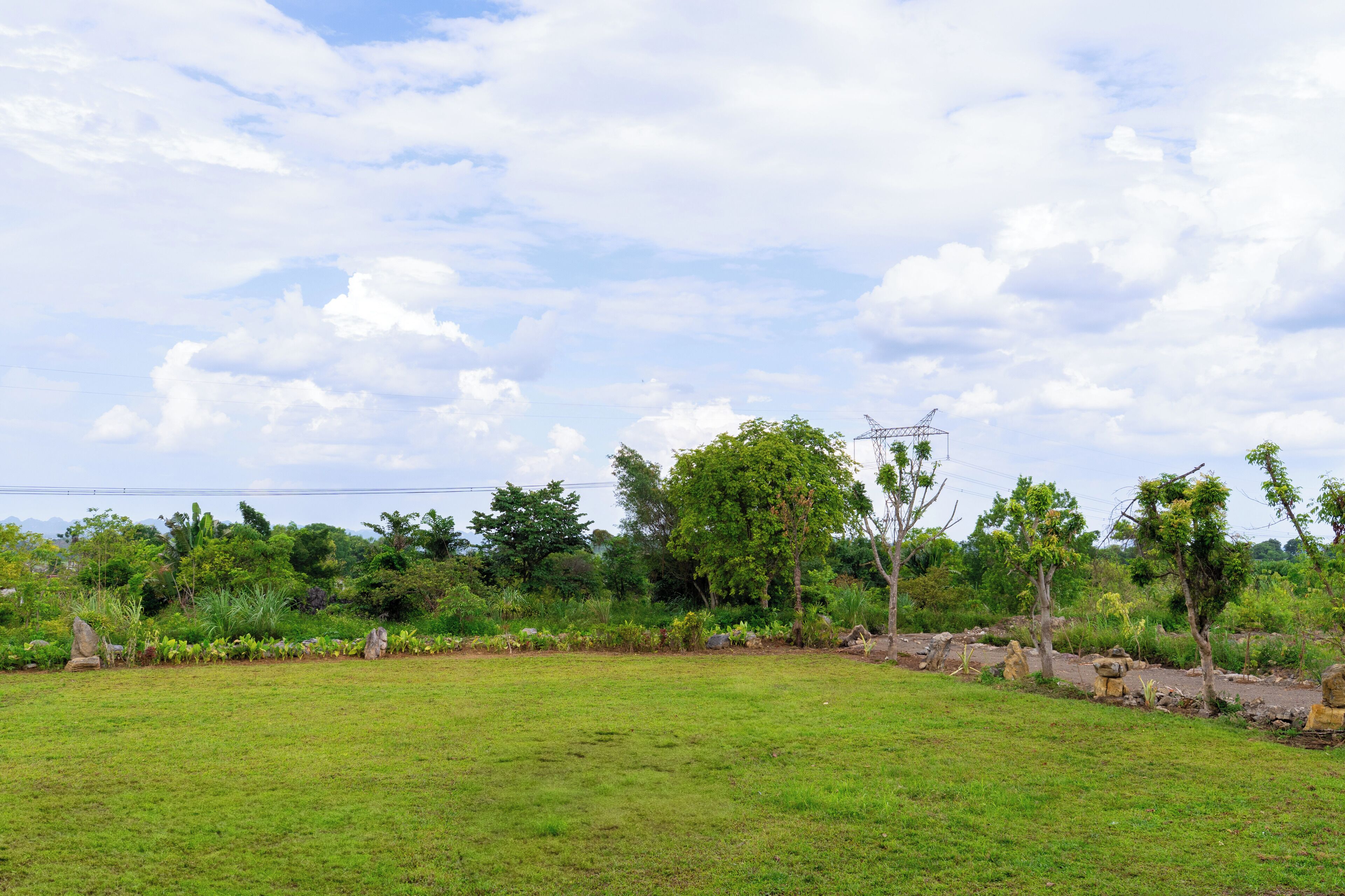 A grassy field with trees and a power line structure.