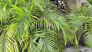 Un giardino con palme e un vialetto lastricato.