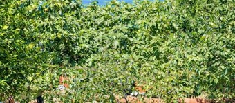 La Torre sul Ponte, Seaview, Garden