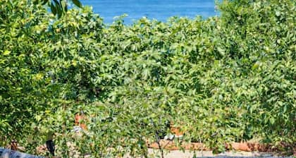 La Torre sul Ponte, Seaview, Garden