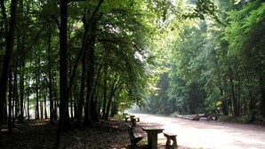 Outdoor dining - Two-Bedroom Retreat in the Heart of Kempen (Ravels)