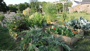 En trädgård med upphöjda odlingslådor där olika växter och blommor odlas.