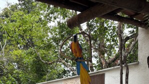 A birdcage with a parrot, a wall with a leaf pattern, and a small garden area. - Village House in the Valley (Arraial d'Ajuda)