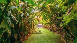 A pathway through a lush garden with dense foliage on either side, leading to a structure in the distance. - RARE Designer Loft w/ Garden, Jacuzzi & Rooftop! (DAI)