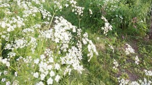 Une petite cabane rouge avec une cheminée, entourée d’une végétation luxuriante et de fleurs blanches.