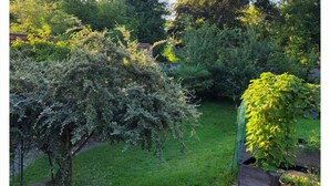 Um jardim com diversas plantas e uma estrutura de madeira.