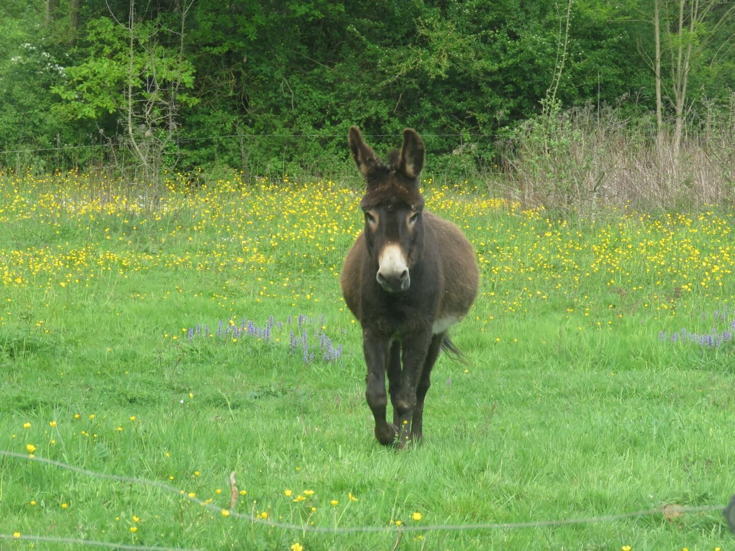 Un burro en un campo con flores amarillas y una cerca.