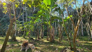 A dog in a forested area with tall trees and a grassy ground. - Savegre River Cabina + Mediterranean Food (Savegre)