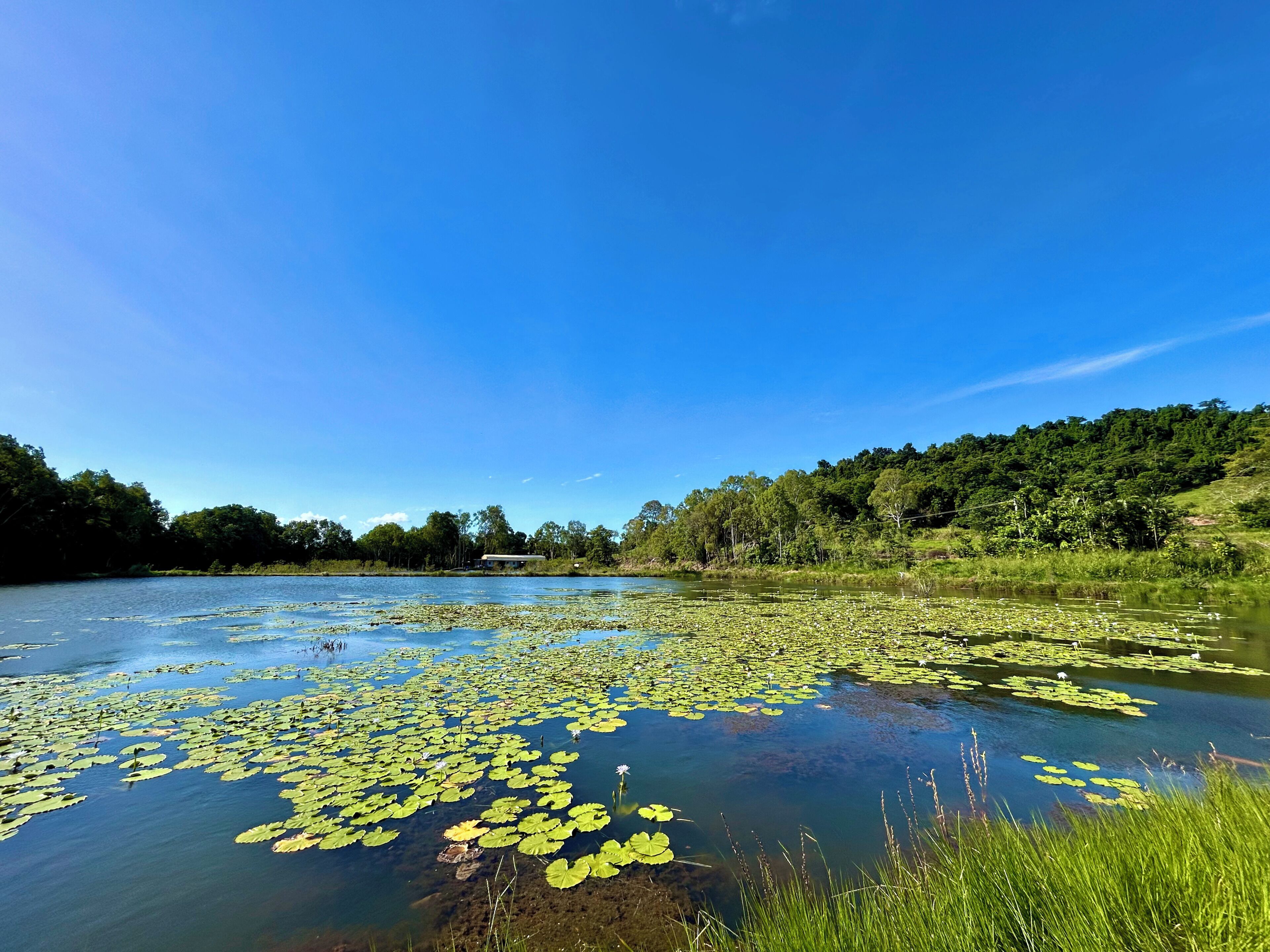 A river with lily pads and greenery along the banks.