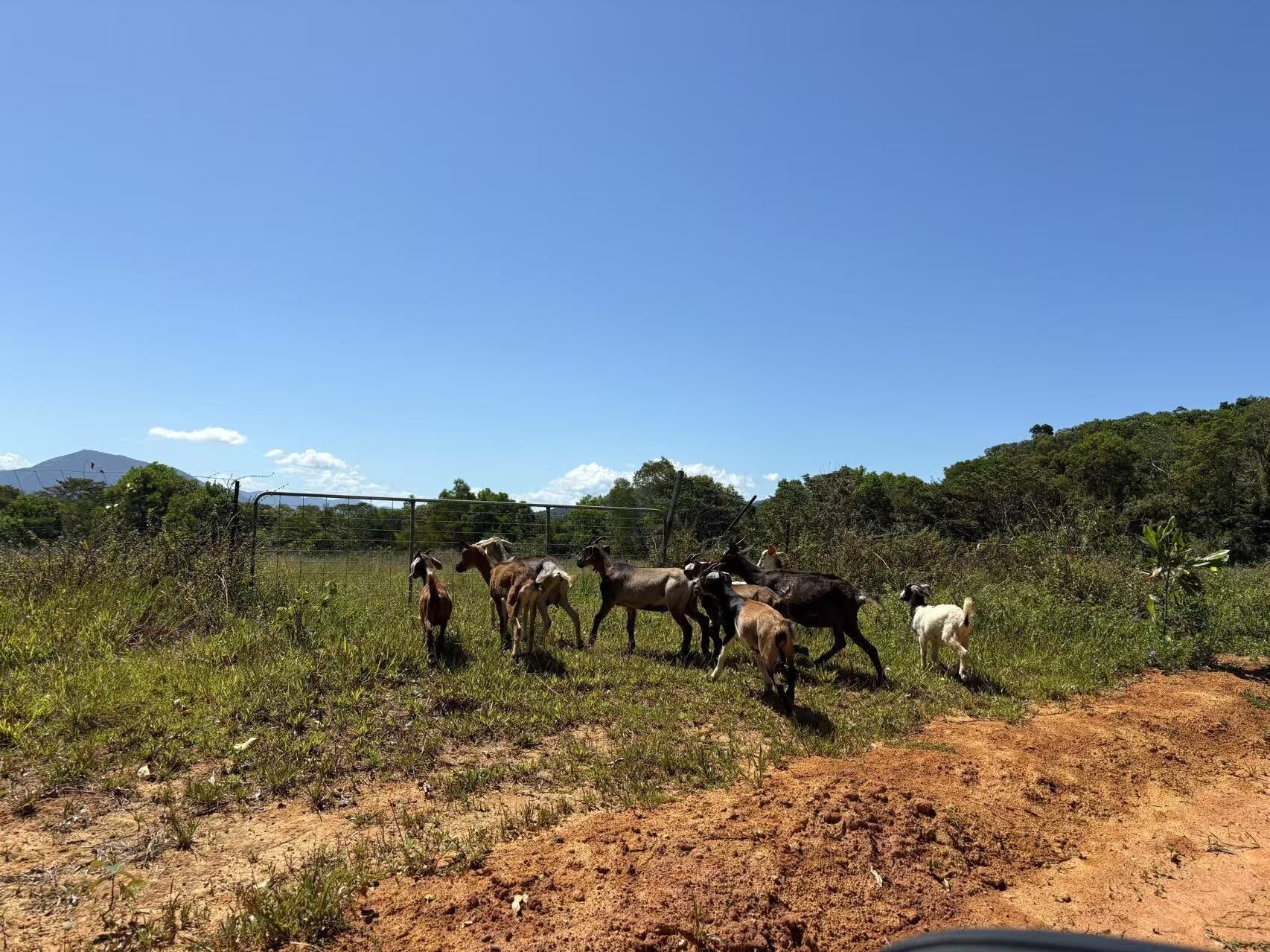 Un grup de cabres en un camp amb herba, un sender de terra i una muntanya al fons.