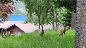 A building with a sloped roof, surrounded by tall grass and trees.