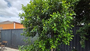 A garden area with a variety of potted plants and a small tree. - A Sporting Spot in Warm Sunshine (Sunshine North)