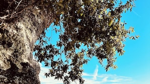 A coastal scene with a clear view of the sea, a rocky outcrop, and a tree with green leaves. - Family home 2 steps from the port and downtown. Sleeps 8. (Vannes)