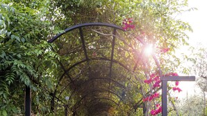 Un sentier de jardin agrémenté d’une arche en métal, entouré de verdure et de fleurs.
