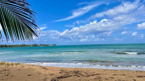 A beach with clear turquoise water, a sandy shore, and a palm tree.