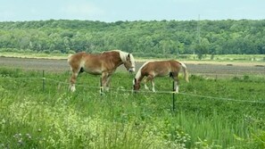 Room, 1 Bedroom, Smoking | Exterior - Room-grand Hôtel Varennes (Varennes)