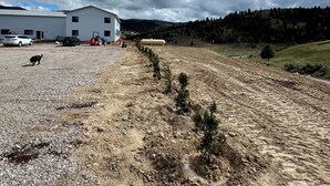 A gravel parking area with a white building, a black dog, and a row of young trees. - The Lava White House - Sleeps 50+ (Lava Hot Springs)