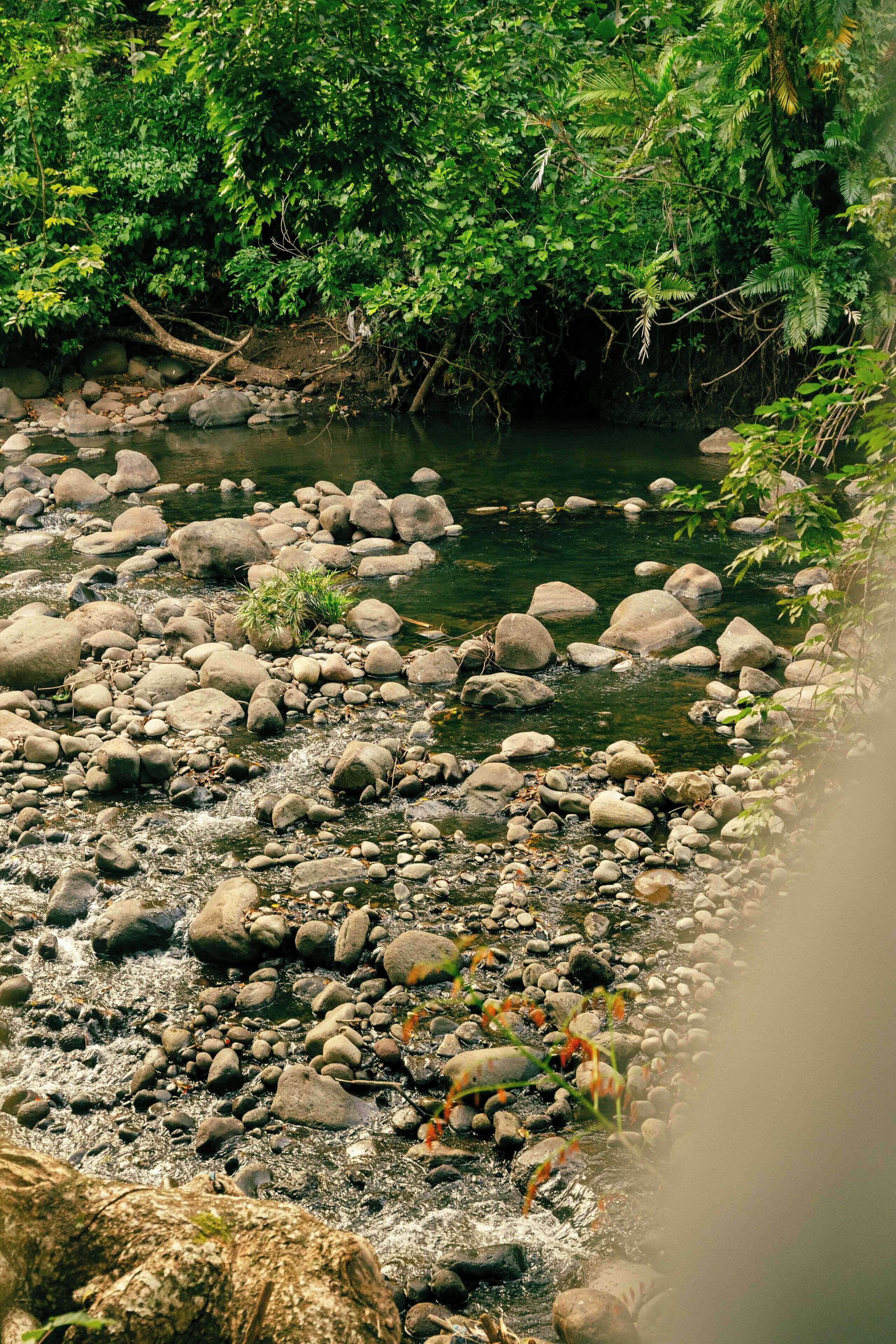 A rocky riverbed with clear water, surrounded by dense green foliage.