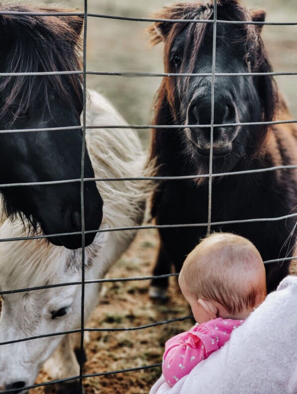 A baby looking through a fence at two horses, one black and one white, in a stable. - Q2 on Crestview Farm Stay (Budgee Budgee)