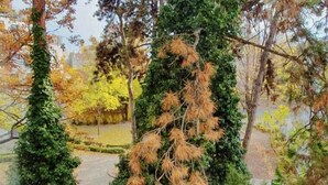 Vista de un jardín con varios árboles y arbustos, incluyendo un árbol de coníferas alto y un árbol más pequeño con follaje anaranjado.