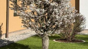 Property grounds - Kaiserhof Feldberg by Belvilla Resorts-Twin Room (Feldberger Seenlandschaft)