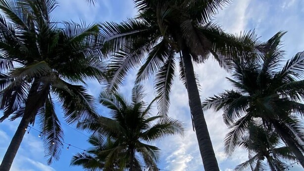 A pool area with palm trees, thatched umbrellas, and a view of the ocean.