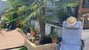 En terrasse med liggestol, en hund og en palme.
