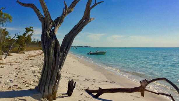 Une plage avec un tronc d’arbre mort bien visible, un rivage sablonneux et une mer calme.
