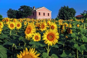Property grounds - Comfortable vacation home in the vineyards. Wheelchair accessible, pet friendly! (Marche)