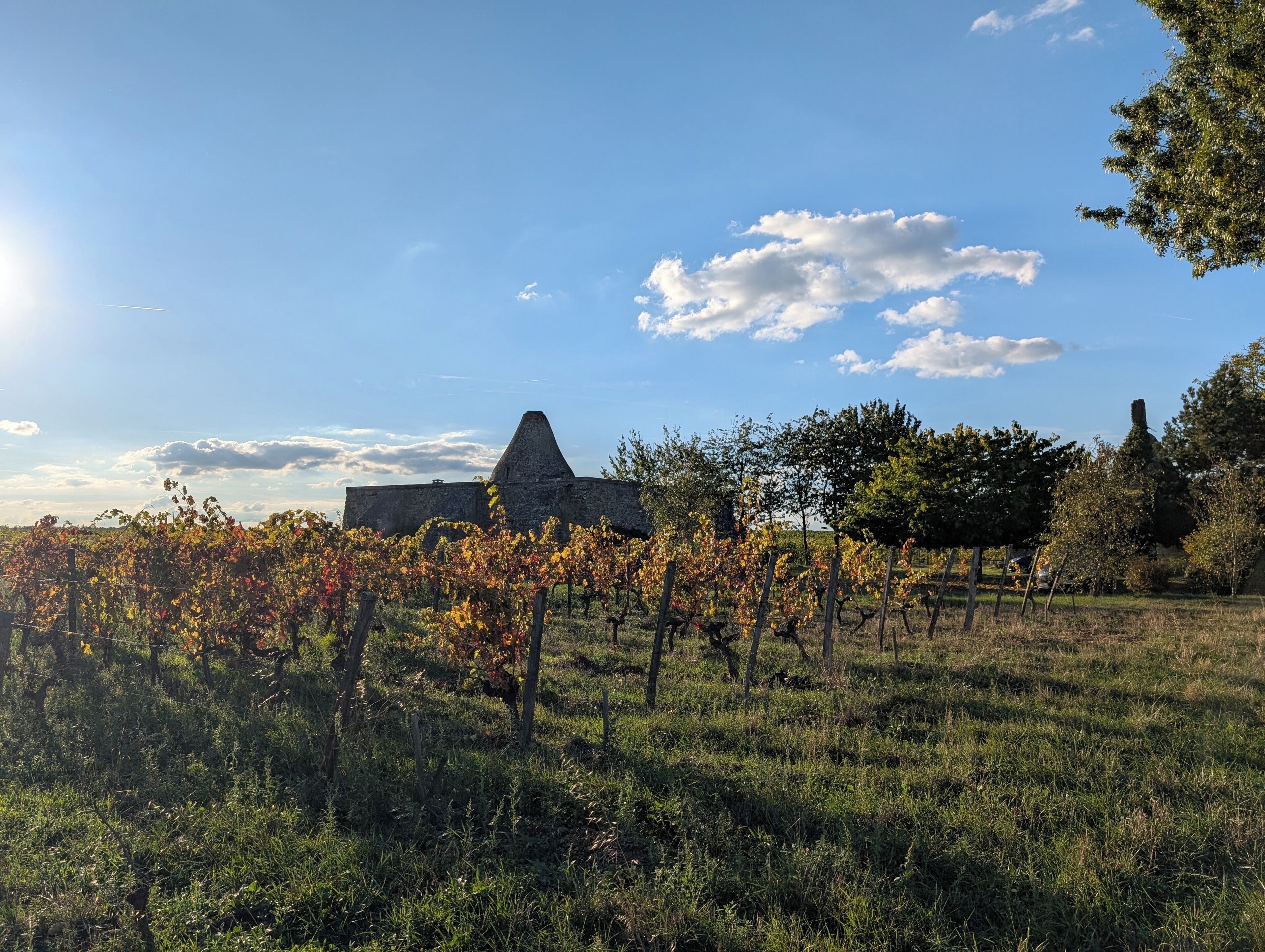 A vineyard with rows of grapevines and a stone building in the background.