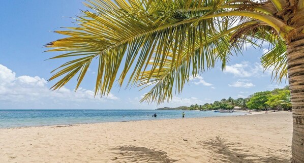 Ein Strand mit einer Palme, blauem Himmel und ruhiger See.