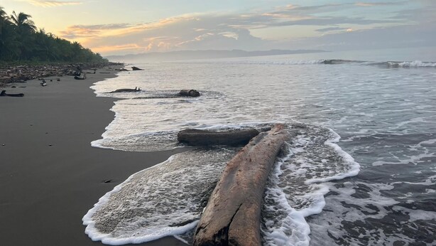 Une plage avec un grand tronc d’arbre au premier plan, des vagues qui viennent doucement lécher le rivage, et une mer calme qui s’étend jusqu’à l’horizon.