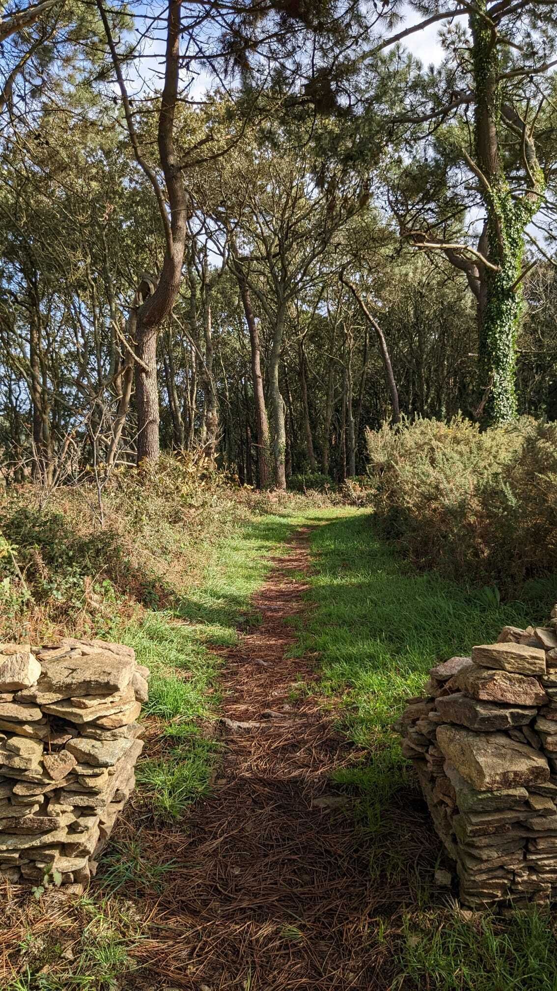 A forested path with stone walls on either side.