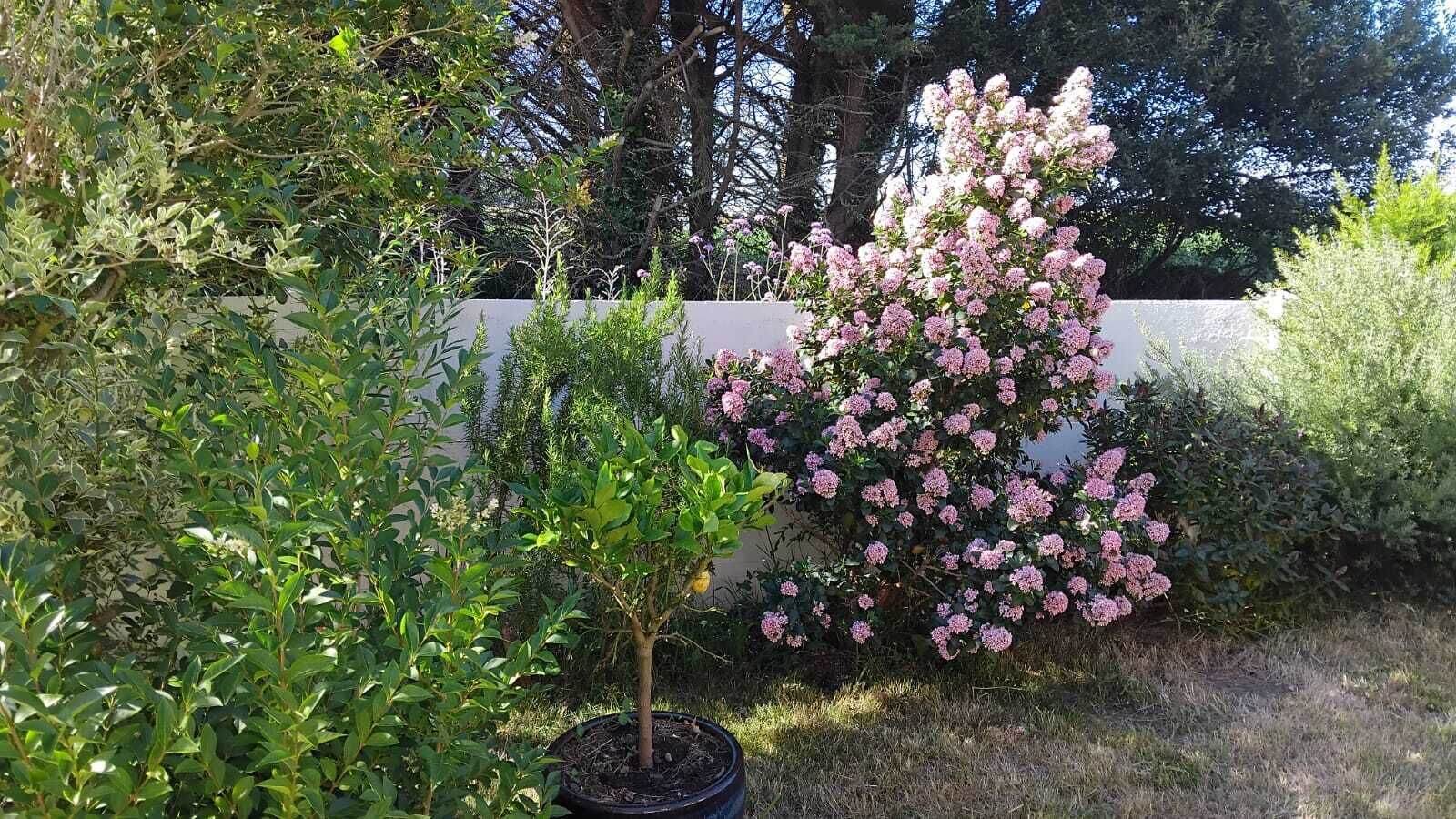 A garden with various plants and a potted tree.