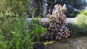 Un jardín con diversas plantas y un árbol en maceta.
