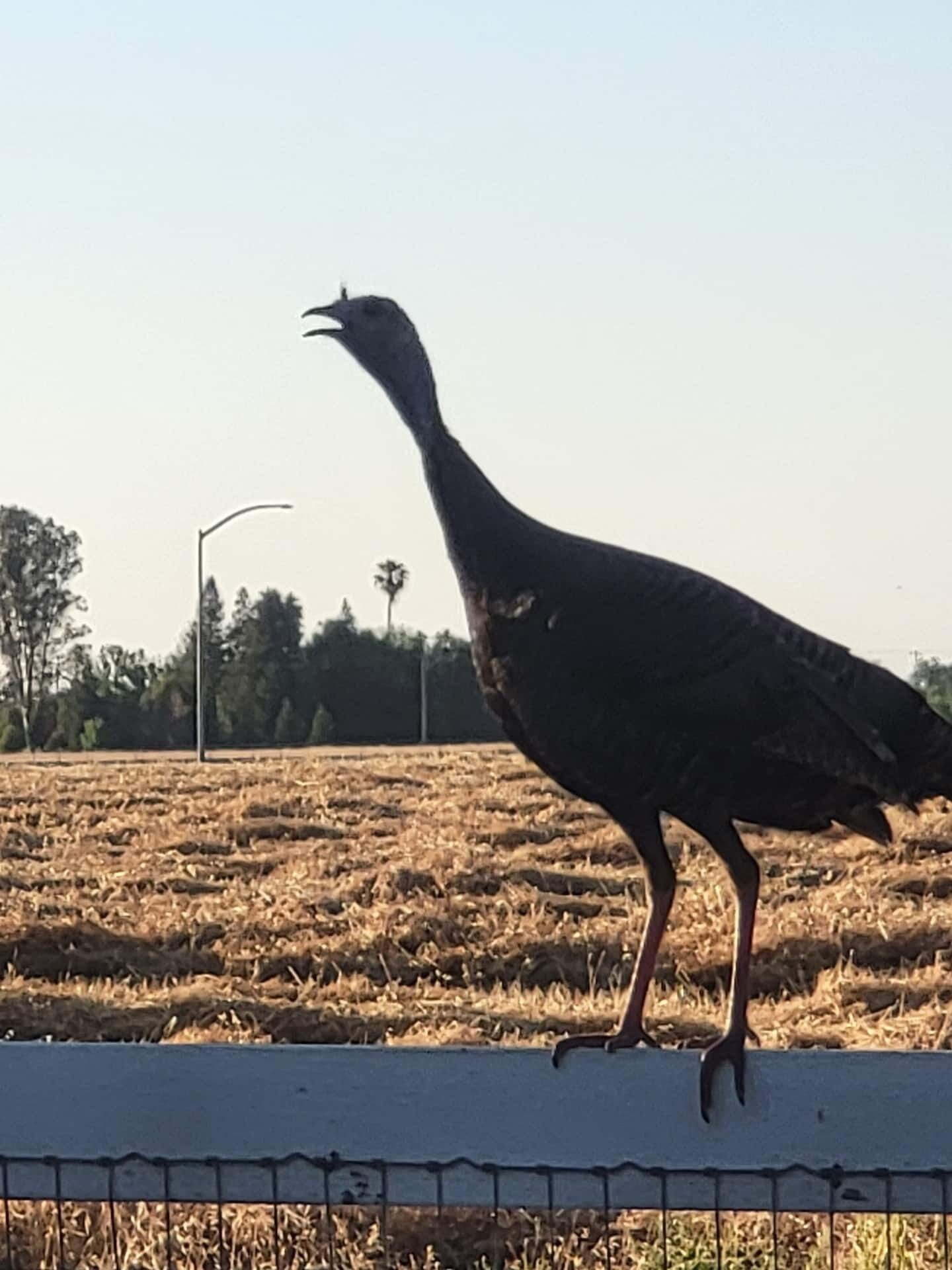 A turkey standing on a fence in a dry field with trees and a streetlight in the background.