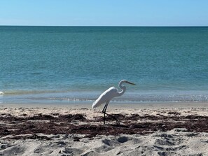 Sun-loungers, beach towels - Canal-Front Oasis & Heated Pool, Near Beaches (Rotonda West)