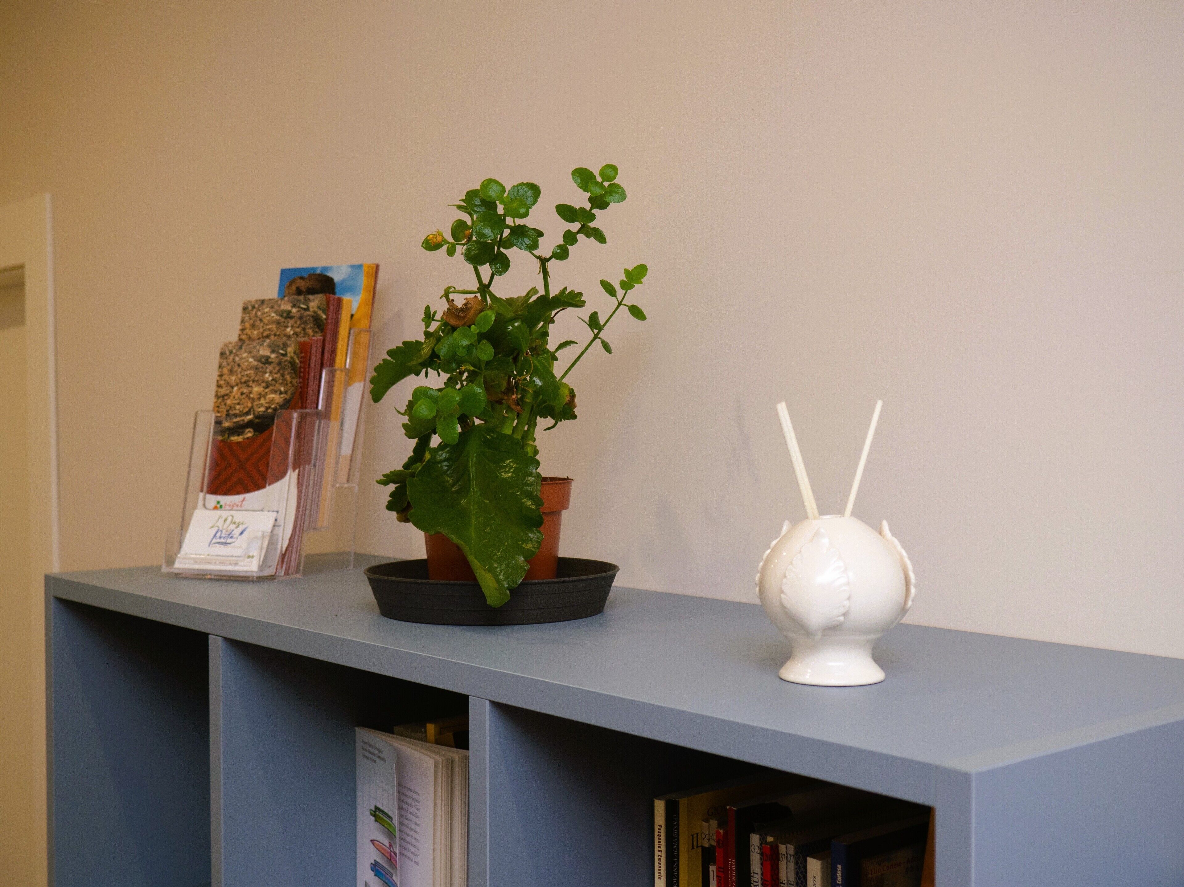 A potted plant on a shelf, a white decorative object, and a book with a visible title.