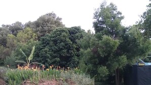 A garden with various plants and a structure labeled "Shower". - Tannenhof Guest Farm (Tsitsikamma)
