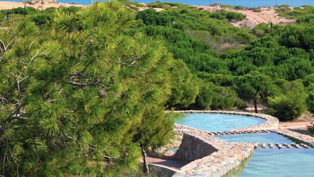 Ein Pool, umgeben von Grün, mit einem Strand im Hintergrund.