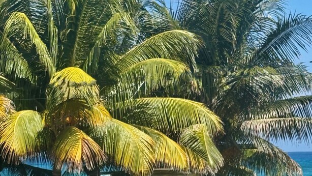 Unclassified image, 1 of 23, button - 3-bedroom ocean front bungalow in delightful Long Bay, Portland w AC ,Ocean View (Long Bay)